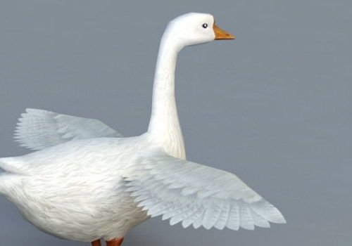 Domestic Goose | Animals