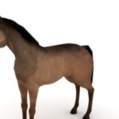 Brown Domestic Horse Animals