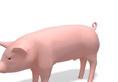 Domesticated Pig Animals