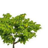 Green Fruit Tree