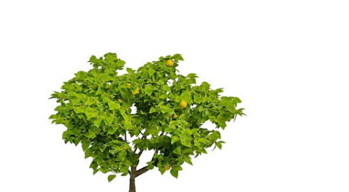Green Fruit Tree