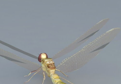 Field Dragonfly