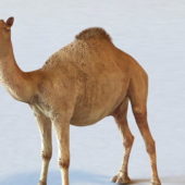 Dromedary Camel | Animals