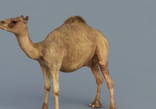 Realistic Camel