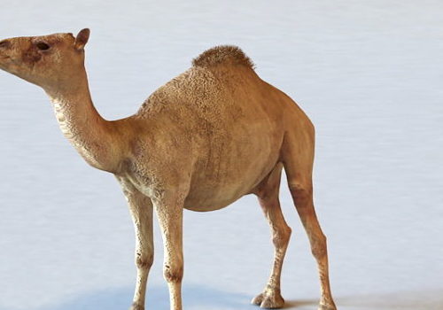 Realistic Desert Camel Animals