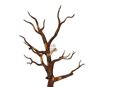 Winter Dry Tree