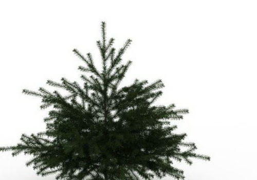 Nature Dwarf Cedar Tree