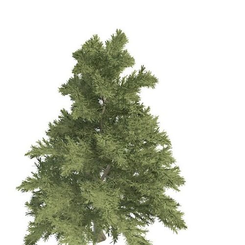 Nature Green Dwarf Coniferous Tree