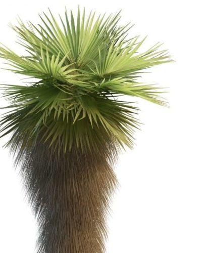 Green Dwarf Fan Palm Tree