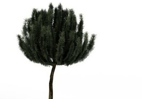 Dwarf Mountain Pine Tree Plant