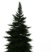 Green Dwarf Pine Tree