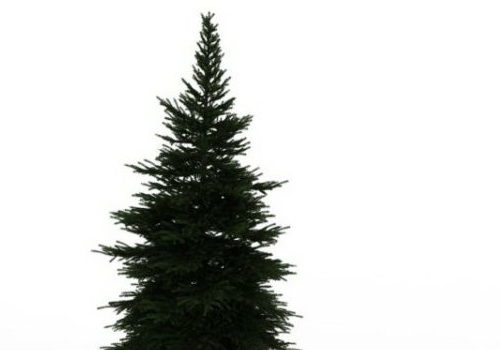 Green Dwarf Pine Tree