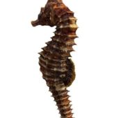 Dwarf Seahorse Animal Animals