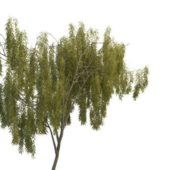 Green Dwarf Willow Tree