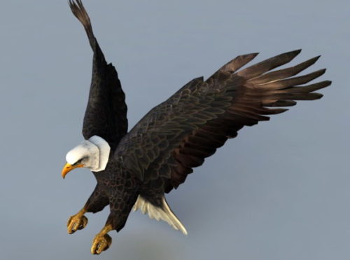 Eagle Bird Attacking Rigged