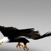 Eagle Flying Animal Animation