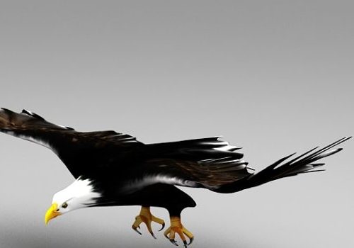 Eagle Flying Animal Animation
