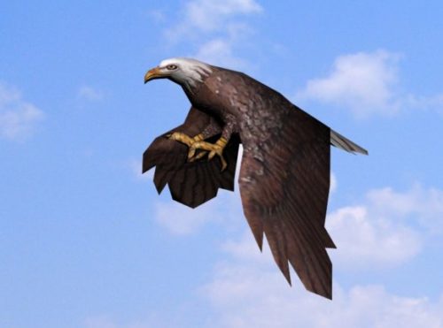Animal Eagle Gliding