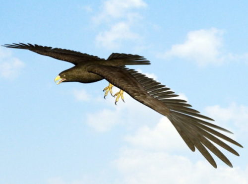 Animal Eagle With Bone
