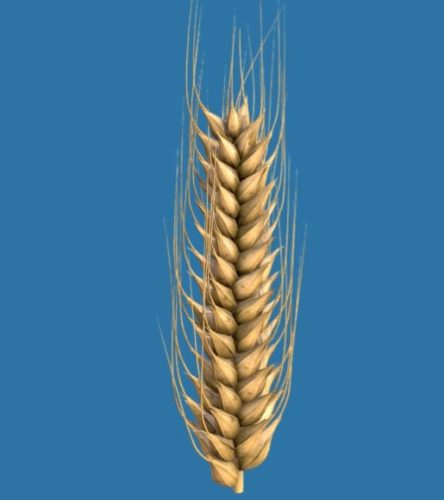 Plant Ear Of Wheat