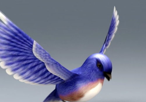 Eastern Bluebird Animal