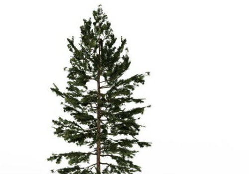 Eastern White Pine Green Tree