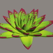 Echeveria Ebony Plant