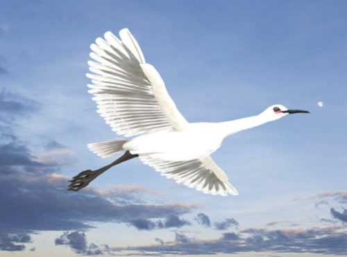 Egret Bird Animal