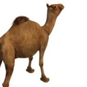 Egyptian Camel Animals