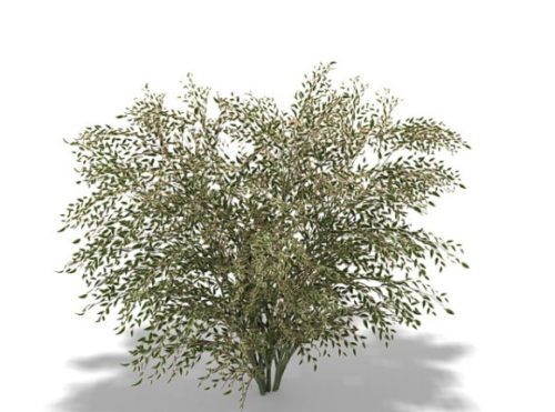 Elaeagnus Umbellata Garden Plant