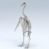 Emperor Penguin Skeleton