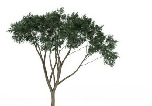 Eucalyptus Green Tree