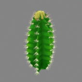 Euphorbia Cactus Plant