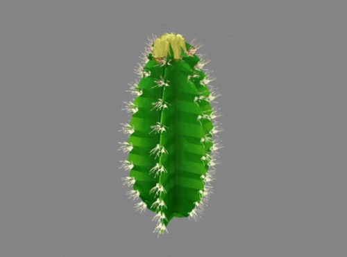 Euphorbia Cactus Plant