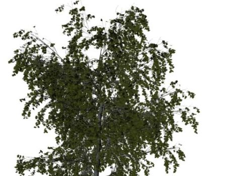 Nature Eurasian Aspen Tree