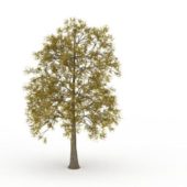 European Ash Green Tree