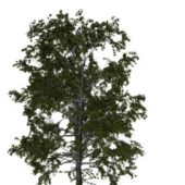 Nature European Aspen Tree