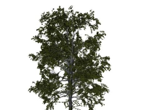 Nature European Aspen Tree