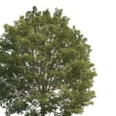 Green European Hornbeam Tree