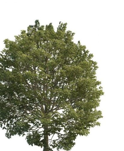 Green European Hornbeam Tree