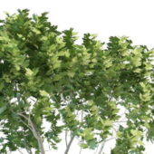 European Green Maple Tree