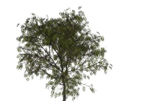 Nature Mountain Ash Tree
