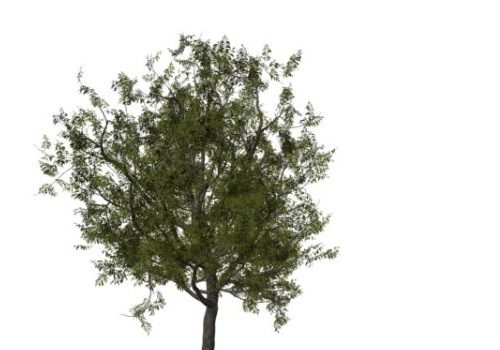 Nature European Rowan Tree