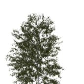 Nature European Birch Tree