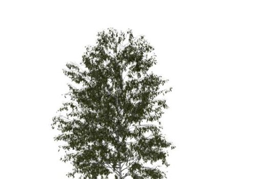 Nature European Birch Tree