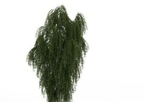 European White Willow Green Tree