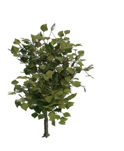 Nature Evergreen Aromatic Plant