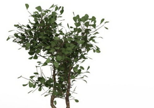 Evergreen Huckleberry Bush Tree