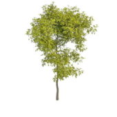 Evergreen Nature Patio Tree