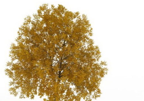 Nature Yellow Fall Apple Tree